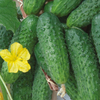 Огурец Пальчик на развес, Агролиния