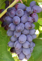 Саженцы винограда Юпитер
