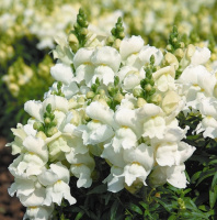 Львиный зев Снеппи F1 100 семян карликовый белый, Hem Genetics