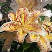 Лилия тигровая ориантальная Tigermoon, De Ree
