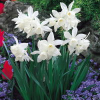 Нарцисс Thailia 2 штминиатюрный (10444)