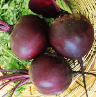 Свекла Бикорес 5000 шт столовая округлая поздняя, Bejo Zaden