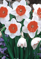 Нарцис Professor Einstein 2 шт корончастий De Ree(10203)