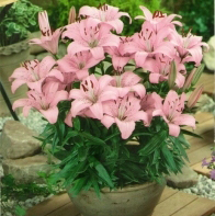 Лилия Souvenir горшечная (11204), De Ree