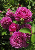 Роза Віолет Парфум плетиста