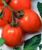 Томат Дуал Эрли F1 1000 семян для переработки кустовой ранний, Seminis