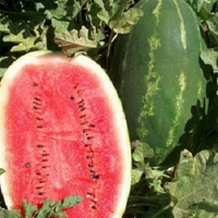 Арбуз Эрли Саманта F1 1000 семян, United Genetics