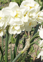 Нарцис Cherfulness 2 шт багатоквітковий De Ree (10319)