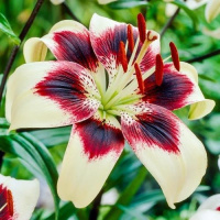 Лилия азиатская Patricia's Pride, De Ree
