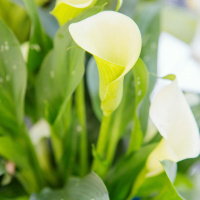 Калла Mint Julep великоквіткова, De Ree