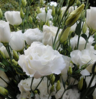 Эустома АВС F1 100 семян крупноцветковая махровая белая, Pan American flowers