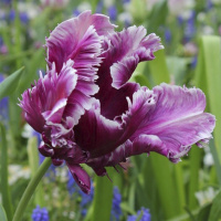 Тюльпан попугаевидный Mysterious Parrot (10535)