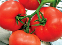 Томат Мобил 250 г крупноплодный кустовой поздний, Lark Seeds