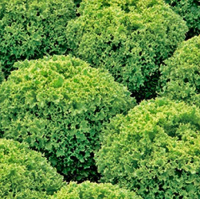 Салат Левістро 5000 дражованого насіння лолла біонда, Rijk Zvaan