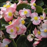 Бегония Бада Бинг F1 200 дражированных семян розовая биколор, Syngenta Flowers