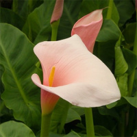 Калла Slow великоквіткова, De Ree