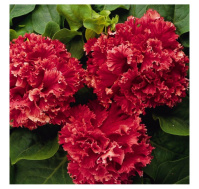 Петуния Валентайн F1 200 дражированных семян махровая красная, Pan American flowers