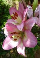 Лилия Vermeer азиатская (10411), De Ree