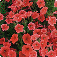 Петуния Пикобелла F1 200 дражированных семян лососевая, Syngenta Flowers