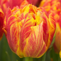 Тюльпан  Flaming Baby 3 шт махровый, De Ree 