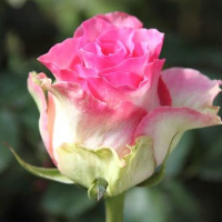 Трояда Малібу чайно-гібридна