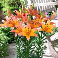 Лилия Lady Like горшечная (11203), De Ree