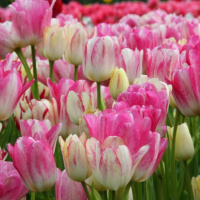 Тюльпан  Candy Club 3 шт мультифлора, De Ree