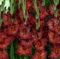 Гладиолус Chocolate 3 шт крупноцветковый, De Ree