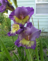 Гладиолус Comet низкорослый Colvillii (10123), De Ree