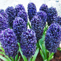 Гиацинт Blue Sapphire