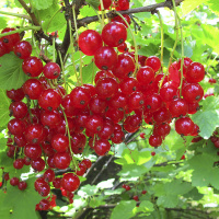 Смородина Улюблена червона середньостигла