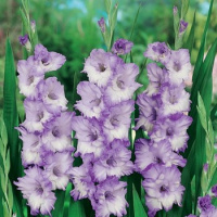 Гладиолус Blue Frost 3 шт крупноцветковый, De Ree