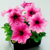 Петуния Танго F1 1000 дражированных семян сливовая, Hem Genetics