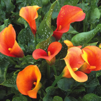 Калла Hot Shot великоквіткова (11216), De Ree