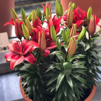 Лилия Salinero горшечная низкорослая, De Ree