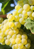 Саженцы винограда Мускат Одесский