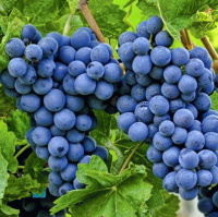 Саженцы винограда Бьюти кишмиш