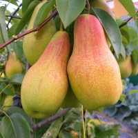 Груша Талгарская Красавица среднеспелая