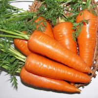 Морковь Санта Круз F1 1000000 семян среднеспелая, Seminis