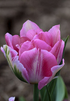 Тюльпан махровый Justina (10314)