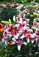 Лилия Candy Club высокорослая (10415), De Ree