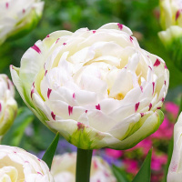 Тюльпан  Danceline 3 шт махровый, De Ree 