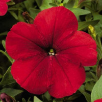 Петуния Ура F1 1000 дражированных семян красная, Syngenta Flowers