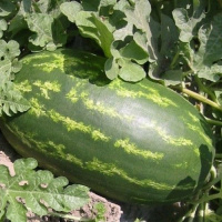 Арбуз Троя F1 1000 семян ранний, May Seed