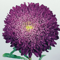 Астра китайская Принцесса Бенари 1000 семян синий, Benary flowers