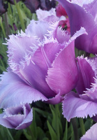 Тюльпан бахромчатый Blue Heron (10214)