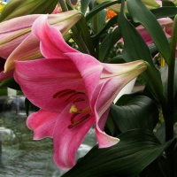 Лилия LO гибрид Pink Heaven трубчатая, De Ree