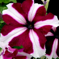 Петуния Ультра F1 1000 дражированных семян кримсон звезда, Syngenta Flowers