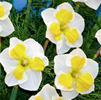 Нарцисс Lemon Strike Split Corona (10434)