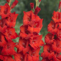 Гладиолус Red King 3 шт бамбино, De Ree